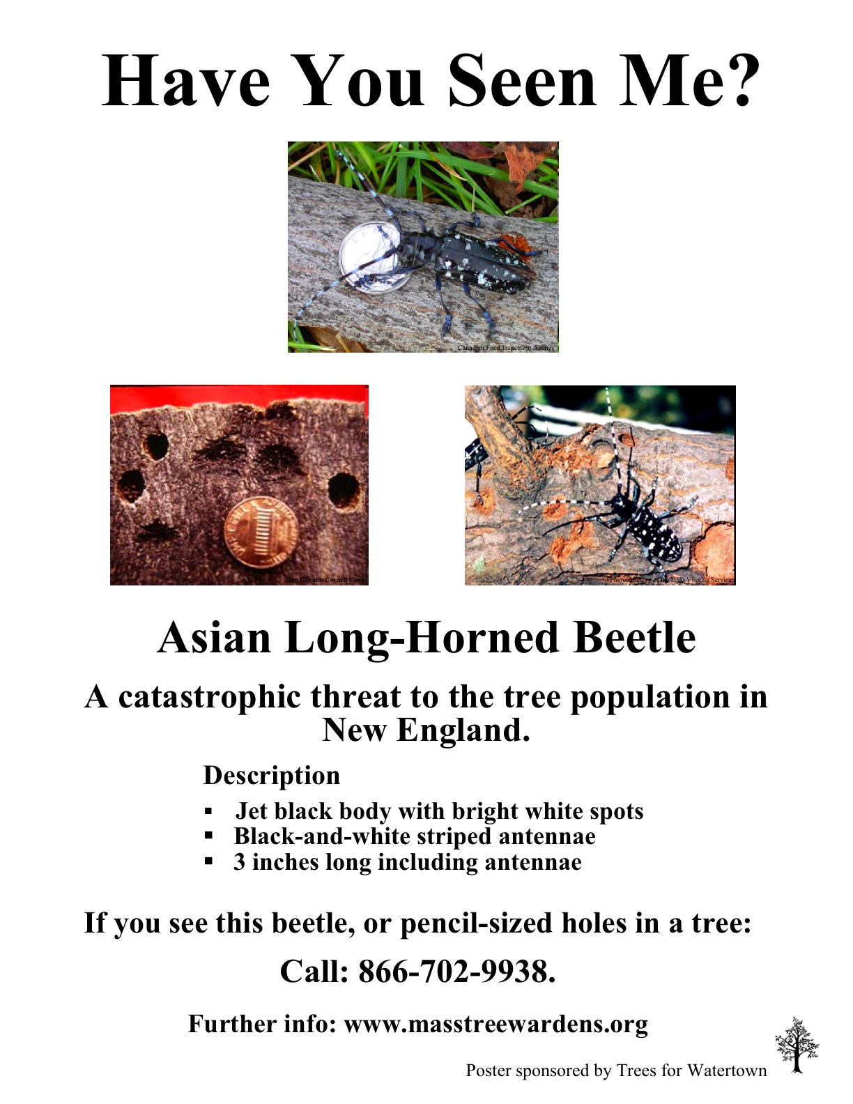 Asian Longhorned  Beetle poster